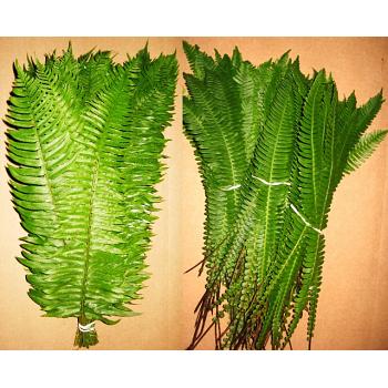 Deer Fern & Sword Fern Mix 300 Stems